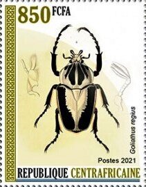 Royal Goliath Beetle (Goliathus regius)