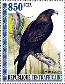 Wedge-tailed eagle (Aquila audax)