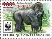 Western Lowland Gorilla (Gorilla gorilla gorilla)