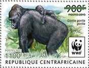 Western Lowland Gorilla (Gorilla gorilla gorilla)