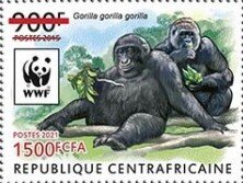 Western Lowland Gorilla (Gorilla gorilla gorilla)