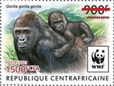 Western Lowland Gorilla (Gorilla gorilla gorilla)