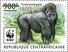 Western Lowland Gorilla (Gorilla gorilla gorilla)