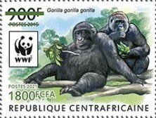 Western Lowland Gorilla (Gorilla gorilla gorilla)