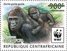 Western Lowland Gorilla (Gorilla gorilla gorilla)