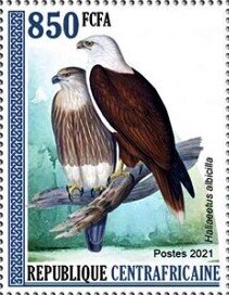 White-tailed eagle (Haliaeetus albicilla)