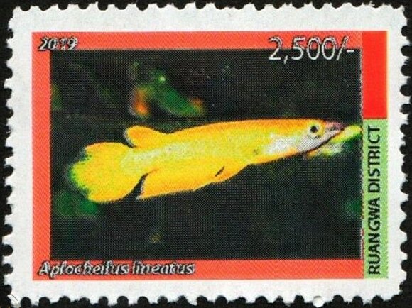 Aplocheilus lineatus