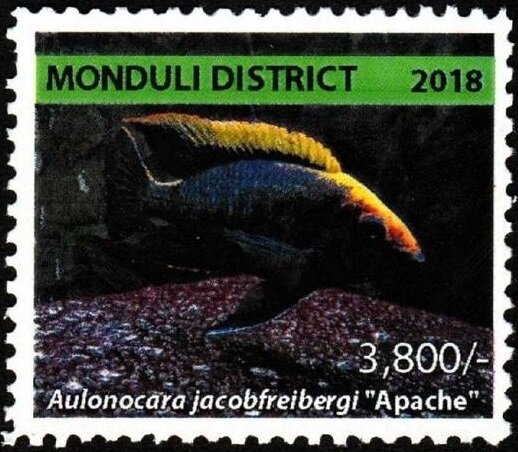 Aulonocara jacobfreibergi