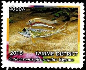 Stamp, Callochromis pleurospilus, Cinderellas,  , Animals (Fauna), Fishes, Sea Life