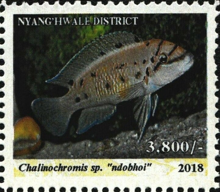 Chalinochromis sp.