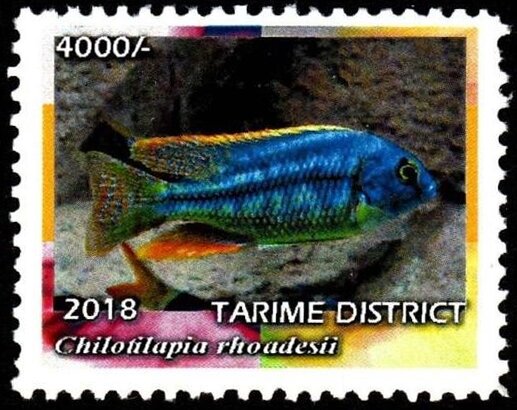 Chilotilapia rhoadesii