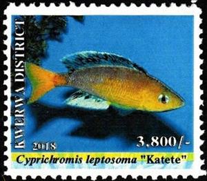 Stamp, Cyprichromis leptosoma, Cinderellas,  , Animals (Fauna), Fishes, Sea Life