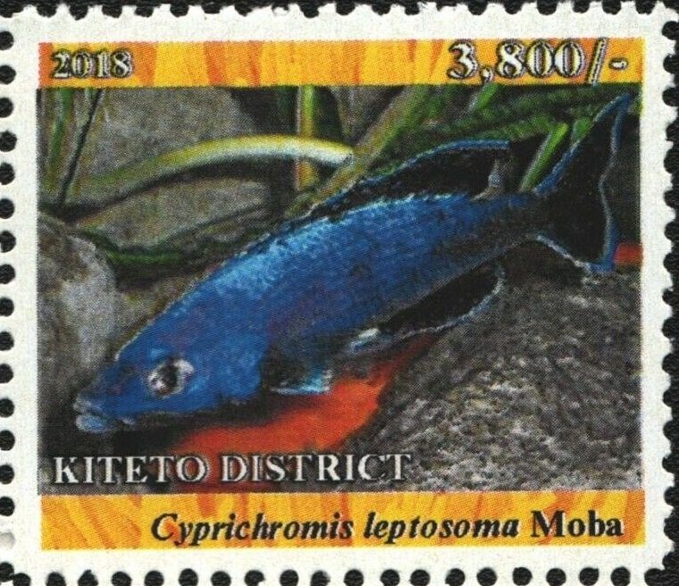 Cyprichromis leptosoma