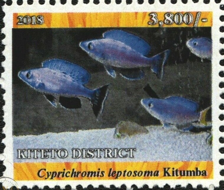 Cyprichromis leptosoma