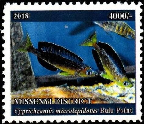 Cyprichromis microlepidotus