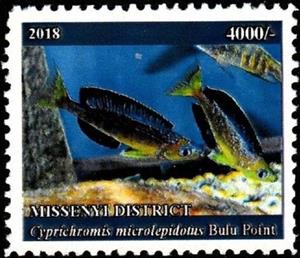 Stamp, Cyprichromis microlepidotus, Cinderellas,  , Animals (Fauna), Fishes, Sea Life