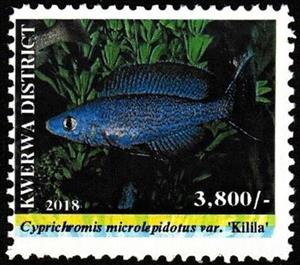 Stamp, Cyprichromis microlepidotus, Cinderellas,  , Animals (Fauna), Fishes, Sea Life