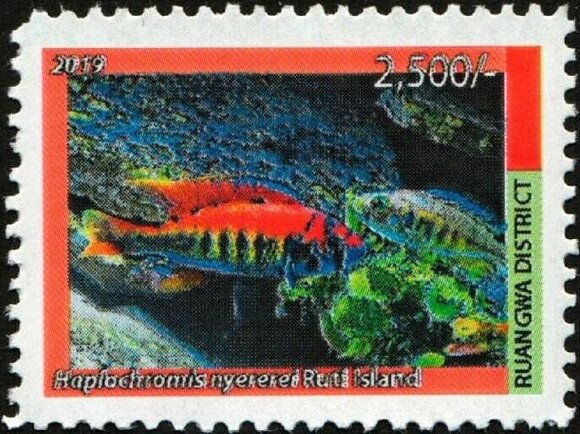 Haplochromis nyererei