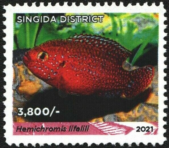 Hemichromis lifalili
