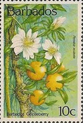 Barbados Gooseberry
