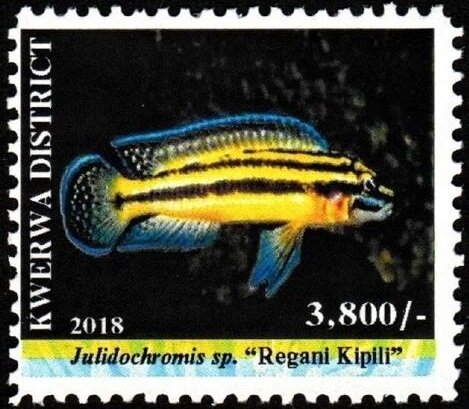 Julidochromis sp.