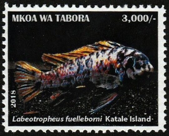 Labeotropheus fuelleborni