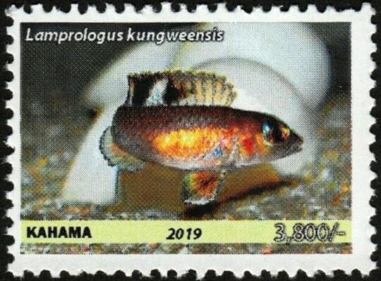 Lamprologus kungweensis
