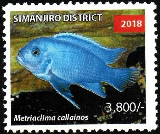 Metriaclima callainos