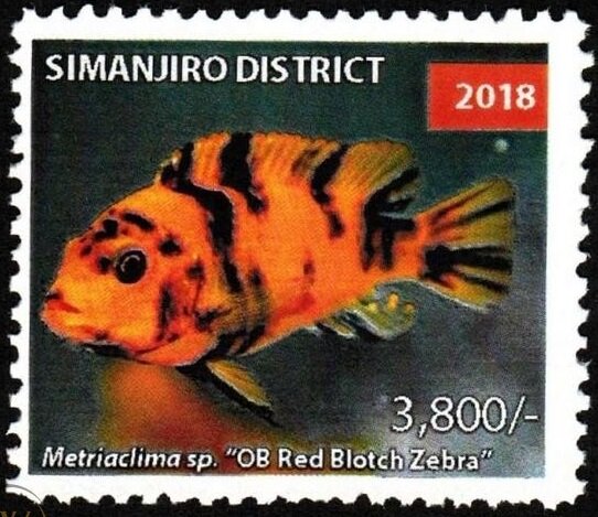 Metriaclima sp.