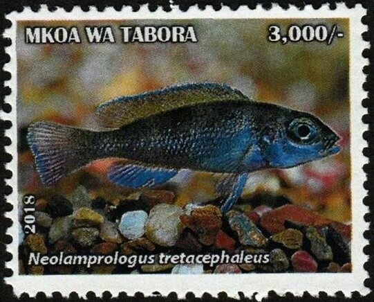 Neolamprologus tretacephaleus