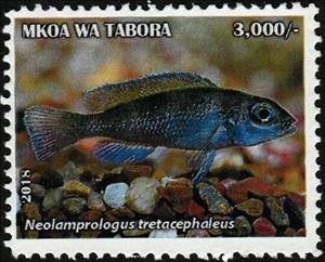 Stamp, Neolamprologus tretacephaleus, Cinderellas,  , Animals (Fauna), Fishes, Sea Life