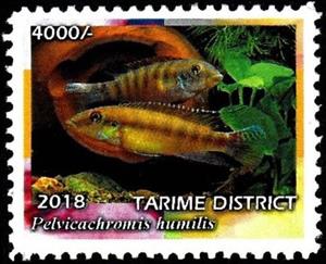 Stamp, Pelvicachromis humilis, Cinderellas,  , Animals (Fauna), Fishes, Sea Life