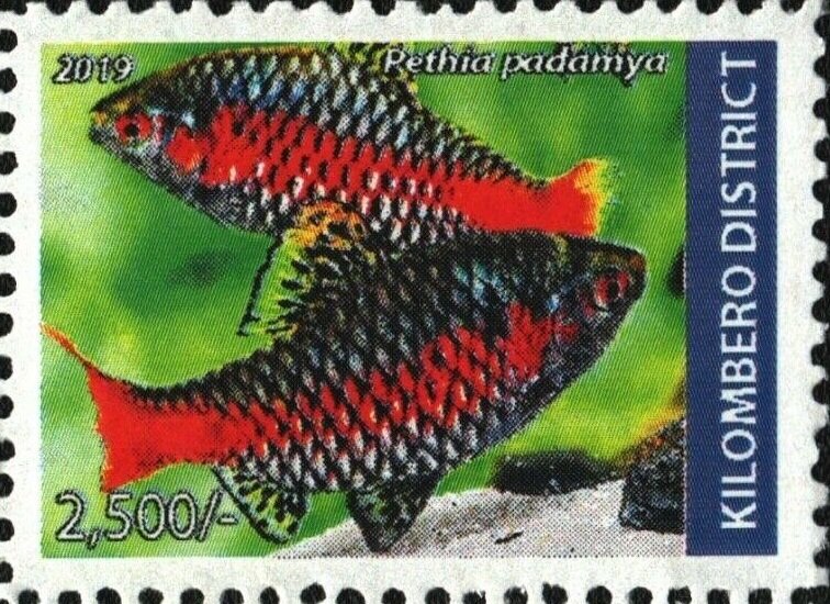 Pethia padamya