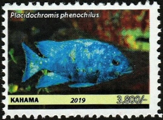Placidochromis phenochilus