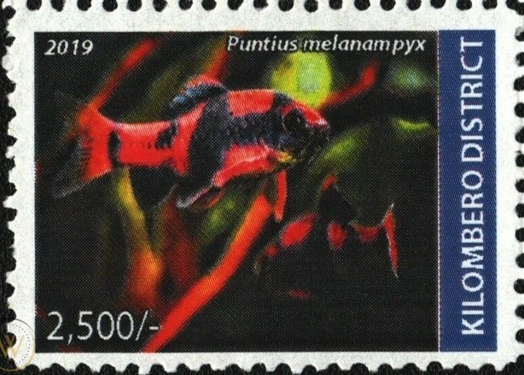 Puntius melanampyx