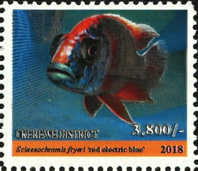 Red electric blue (Sciaenochromis fryeri)