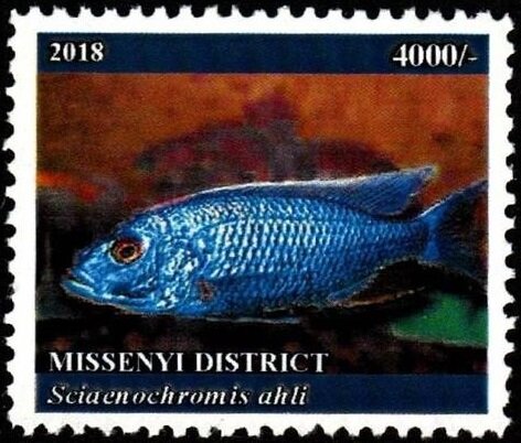 Sciaenochromis ahli