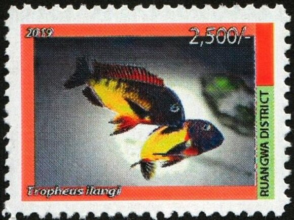 Tropheus ilangi