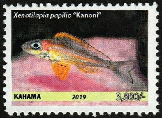Xenotilapia papilio