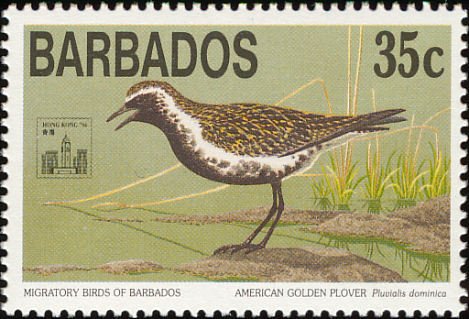 American Golden Plover (Pluvialis dominica)