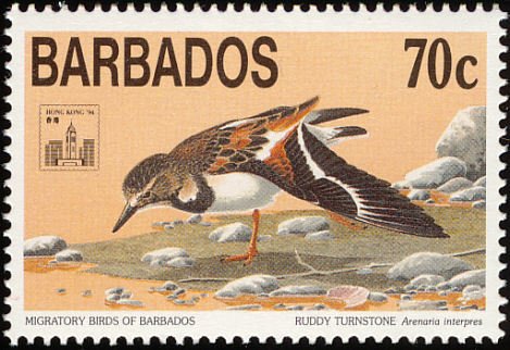 Ruddy Turnstone (Arenaria interpres)