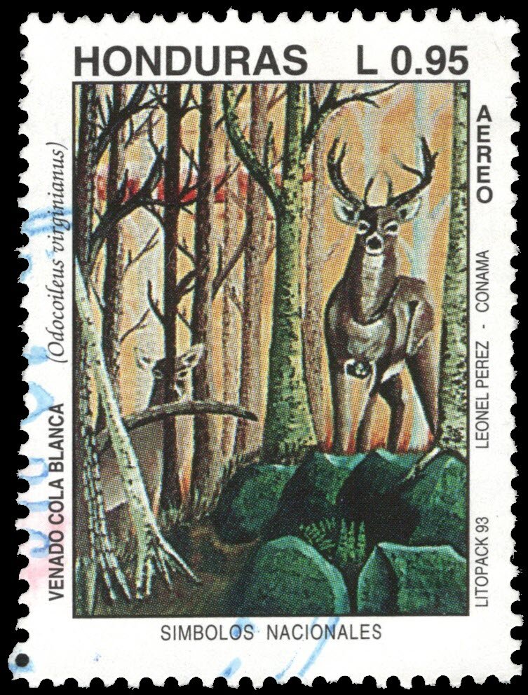 Odocoileus virginianus