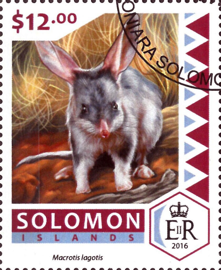 Greater Bilby (Macrotis lagotis)