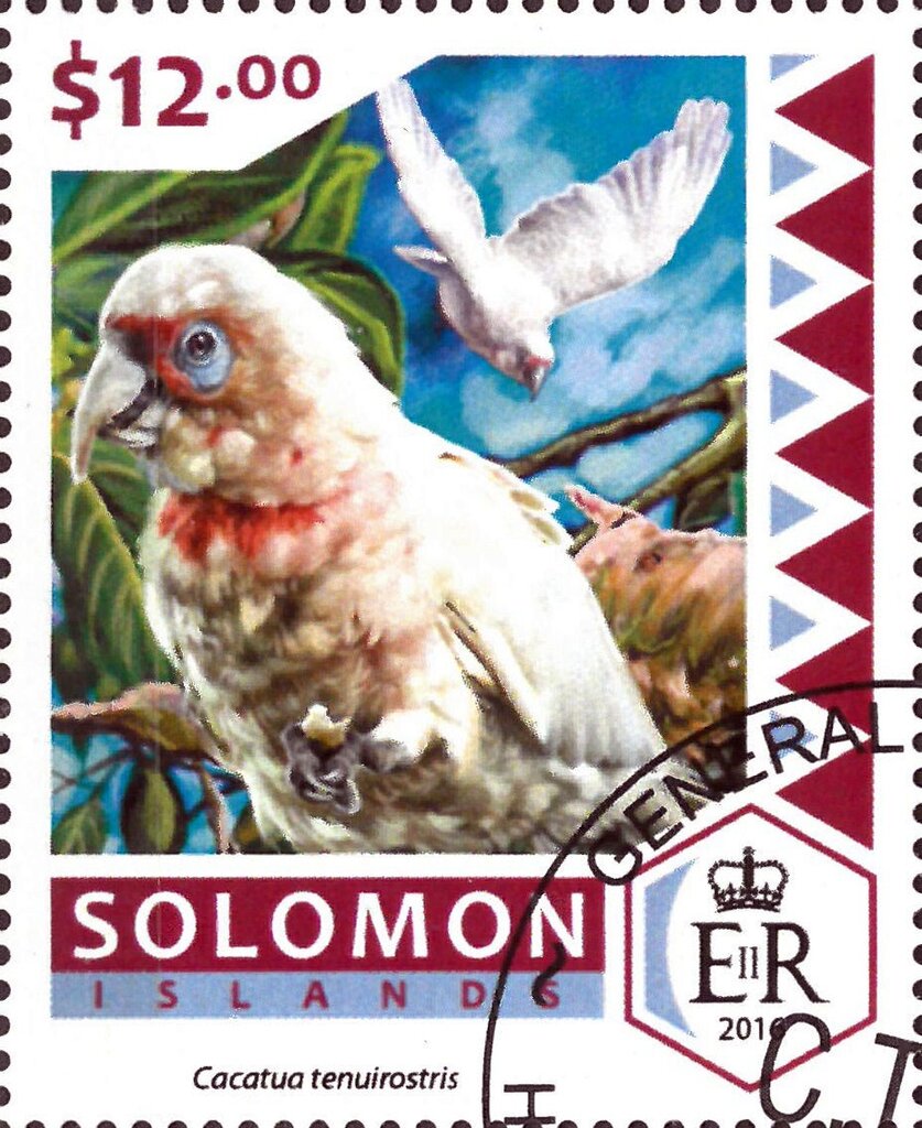 Long-billed Corella (Cacatua tenuirostris)