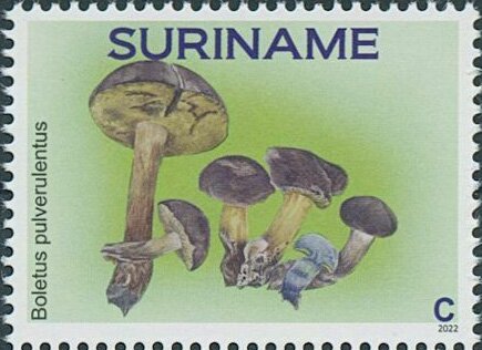 Boletus pulverulentus