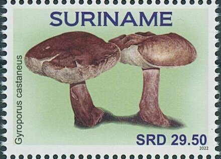 Gyroponus castaneus