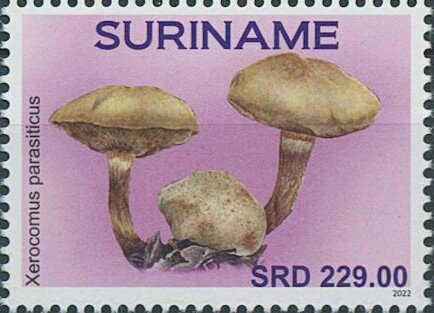 Xerocomus parasiticus