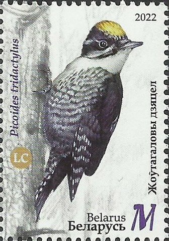 Eurasian Three-Toed Woodpecker (Picoides tridactylus)