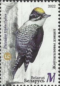 Stamp, Eurasian Three-Toed Woodpecker (Picoides tridactylus), Belarus,  , Woodpeckers