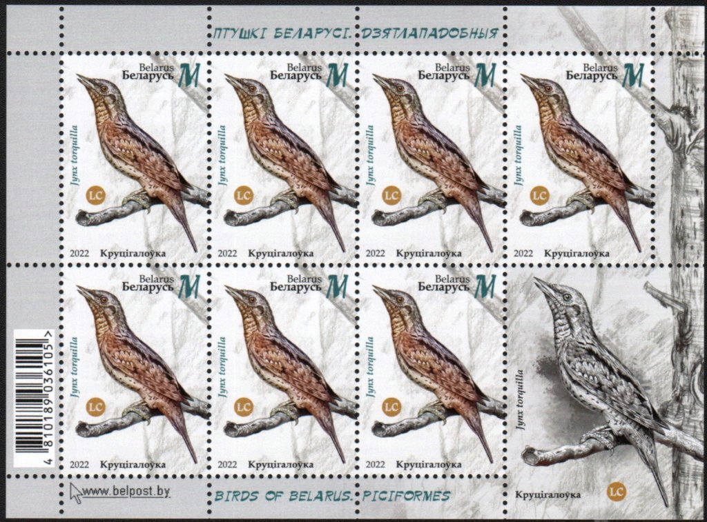Eurasian Wryneck (Jynx torquilla)